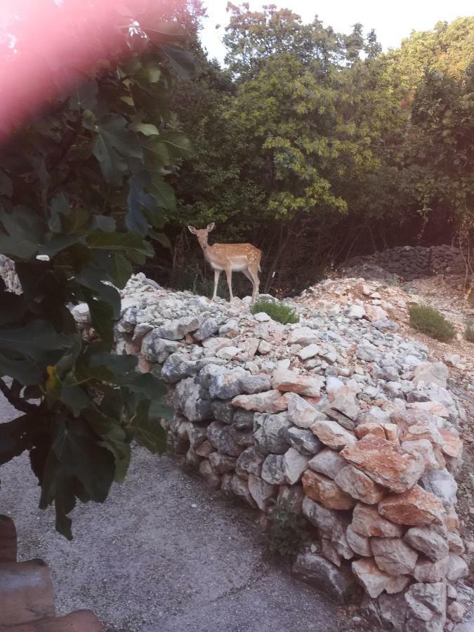 Apartman Legac Starigrad  Exterior photo
